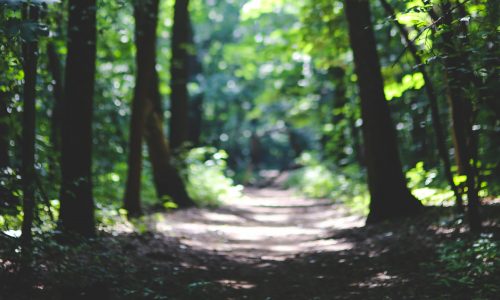 Wald